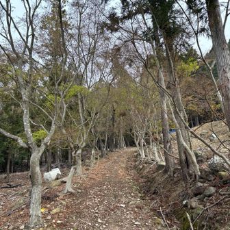 さぁー！
猪群山（いのむれさん）を目指してスタート▶️