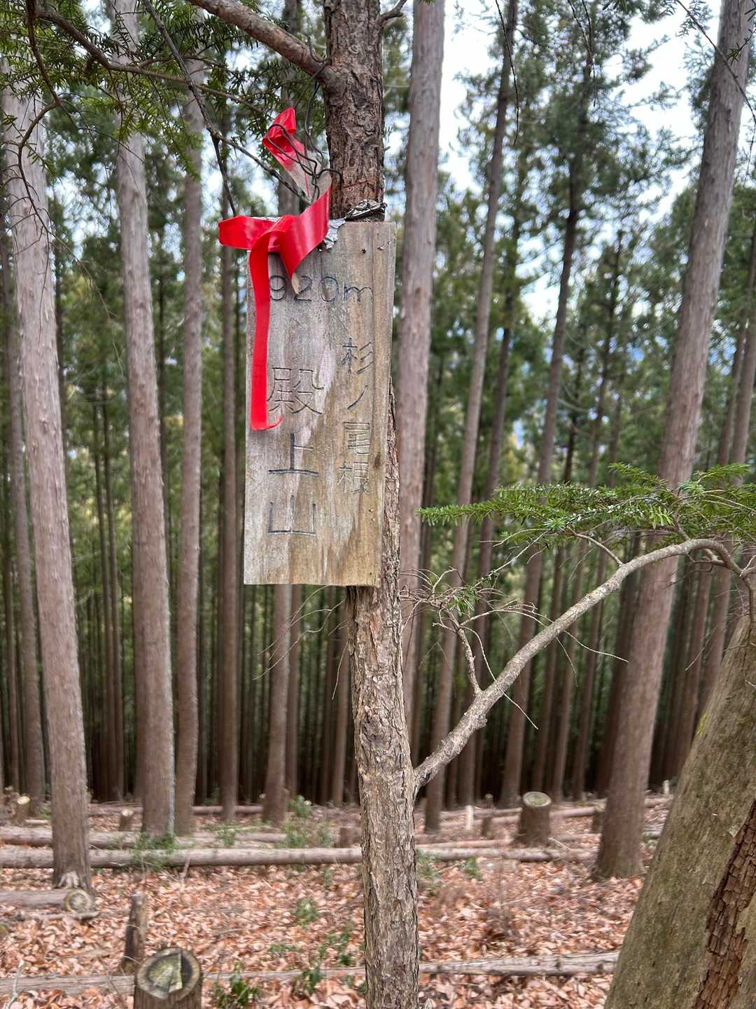 少し急登からの殿上山⛰️