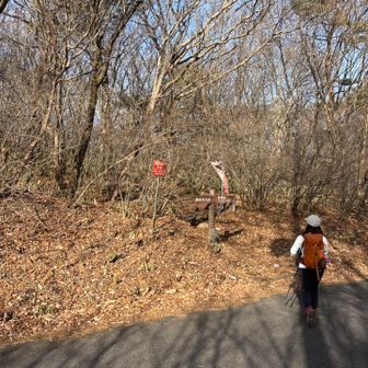 一旦車道に出て、また登山道へ。