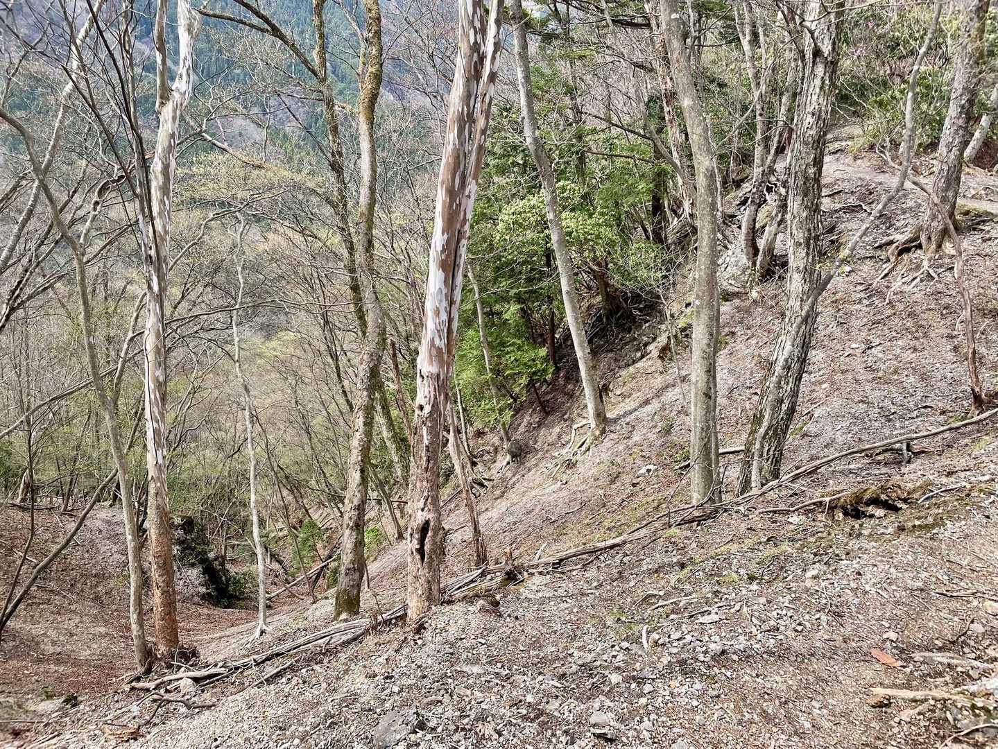 けっこう急峻なんですよ。イワウチワとかアカヤシオとか急峻な痩せ尾根好きですね🌸