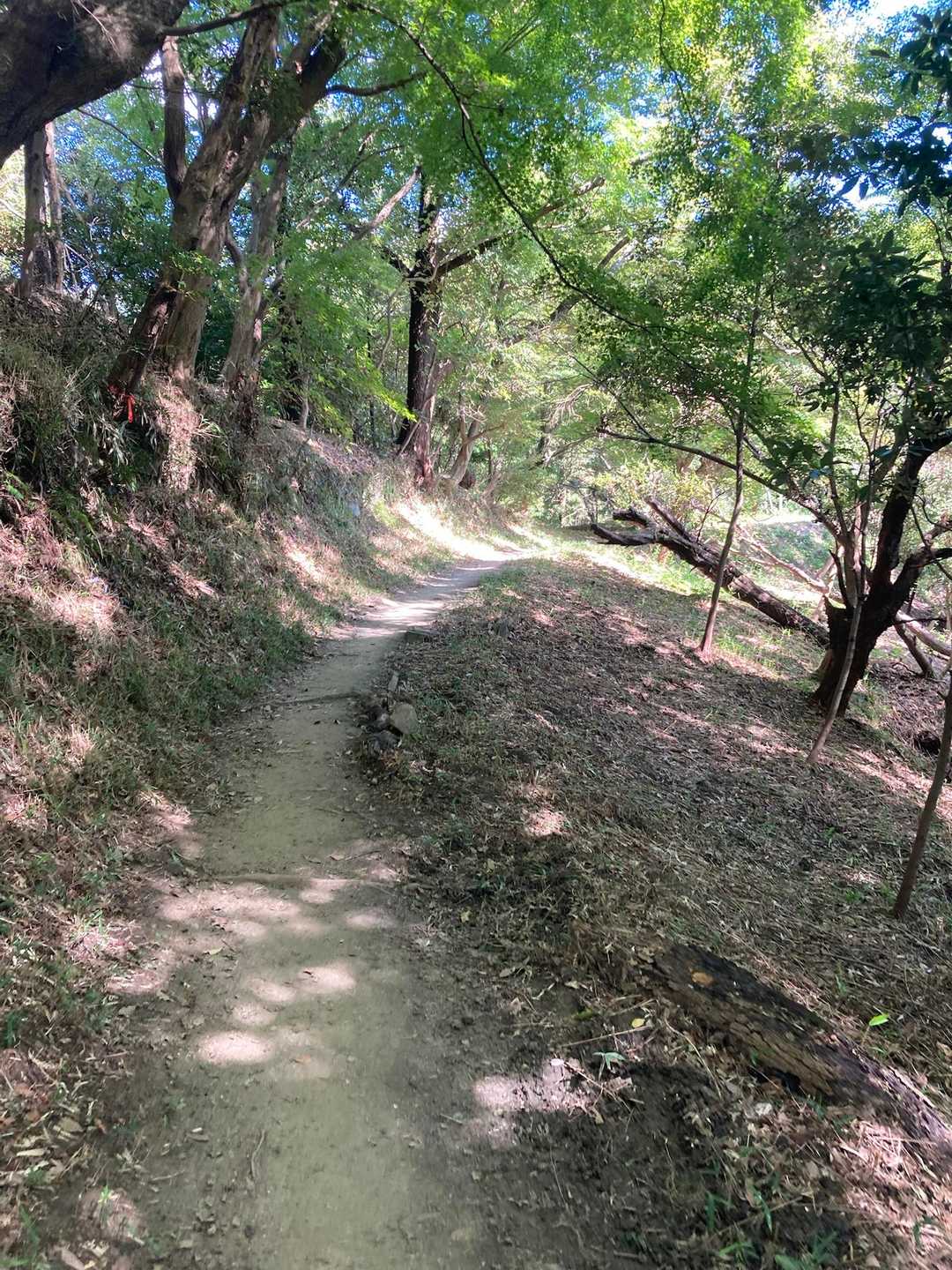 秋の小道。。ですが、まだまだ緑緑してますね🍃🍃