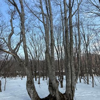 残念ながらあがりこ大王はパス