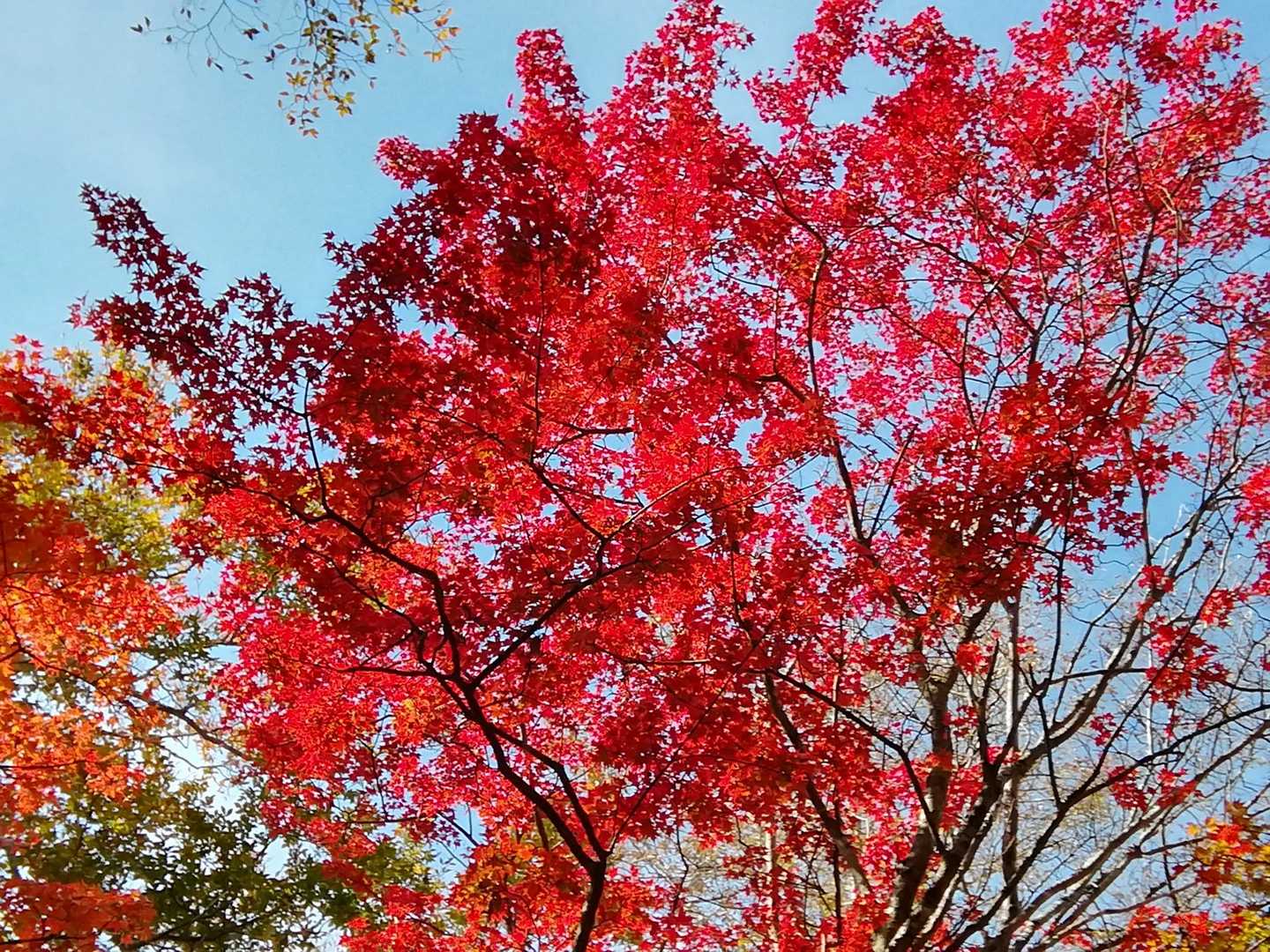 夫婦山付近の紅葉🍁