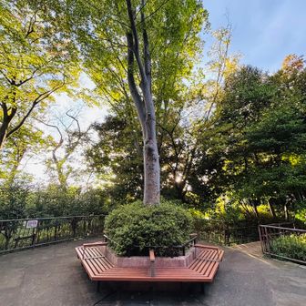 地図上のおとめ山のピークには、五角形のベンチがありました