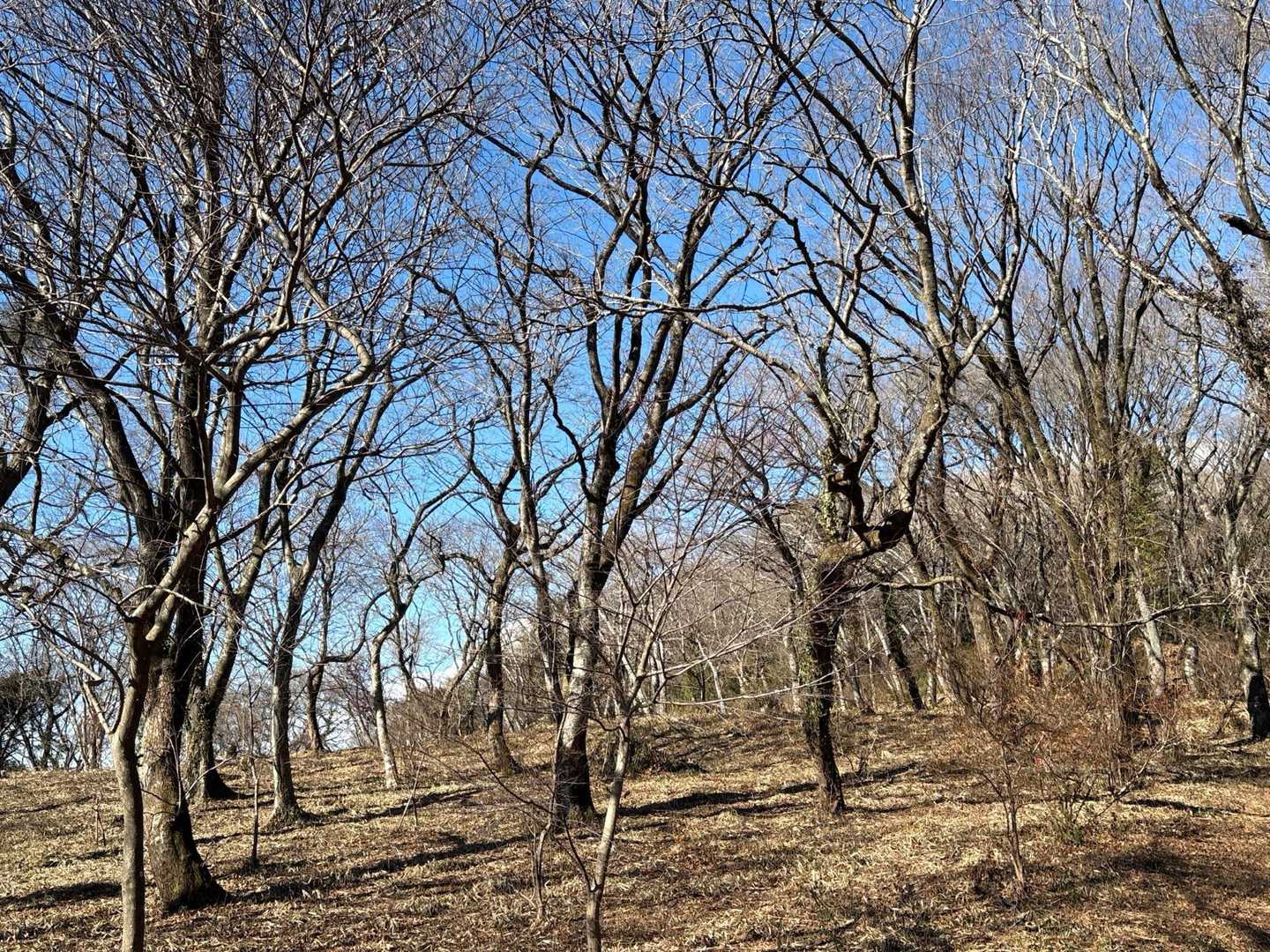 山桜の森