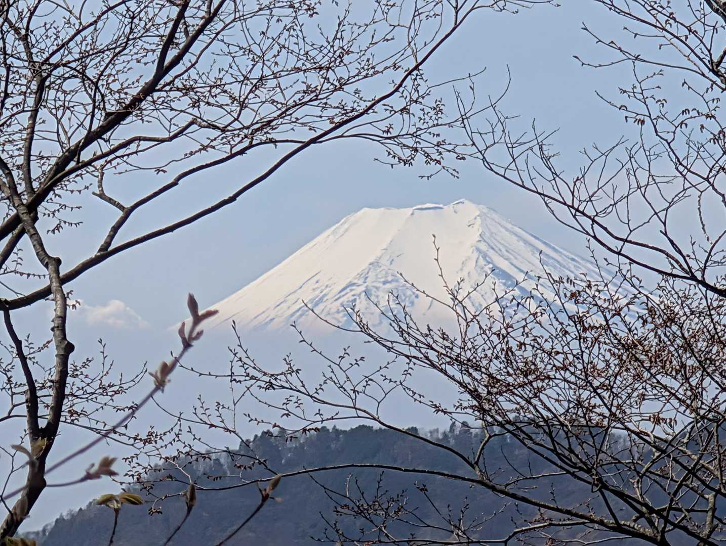 木の隙間から富士山🗻が見えた✌
