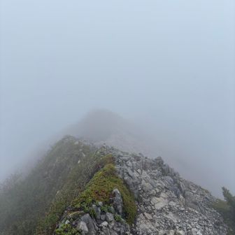 一応ギボシの上にも登ってみました。
八ヶ岳の稜線が見たくて来たんですがなにも見えない。というか風が強くて危険⚠️