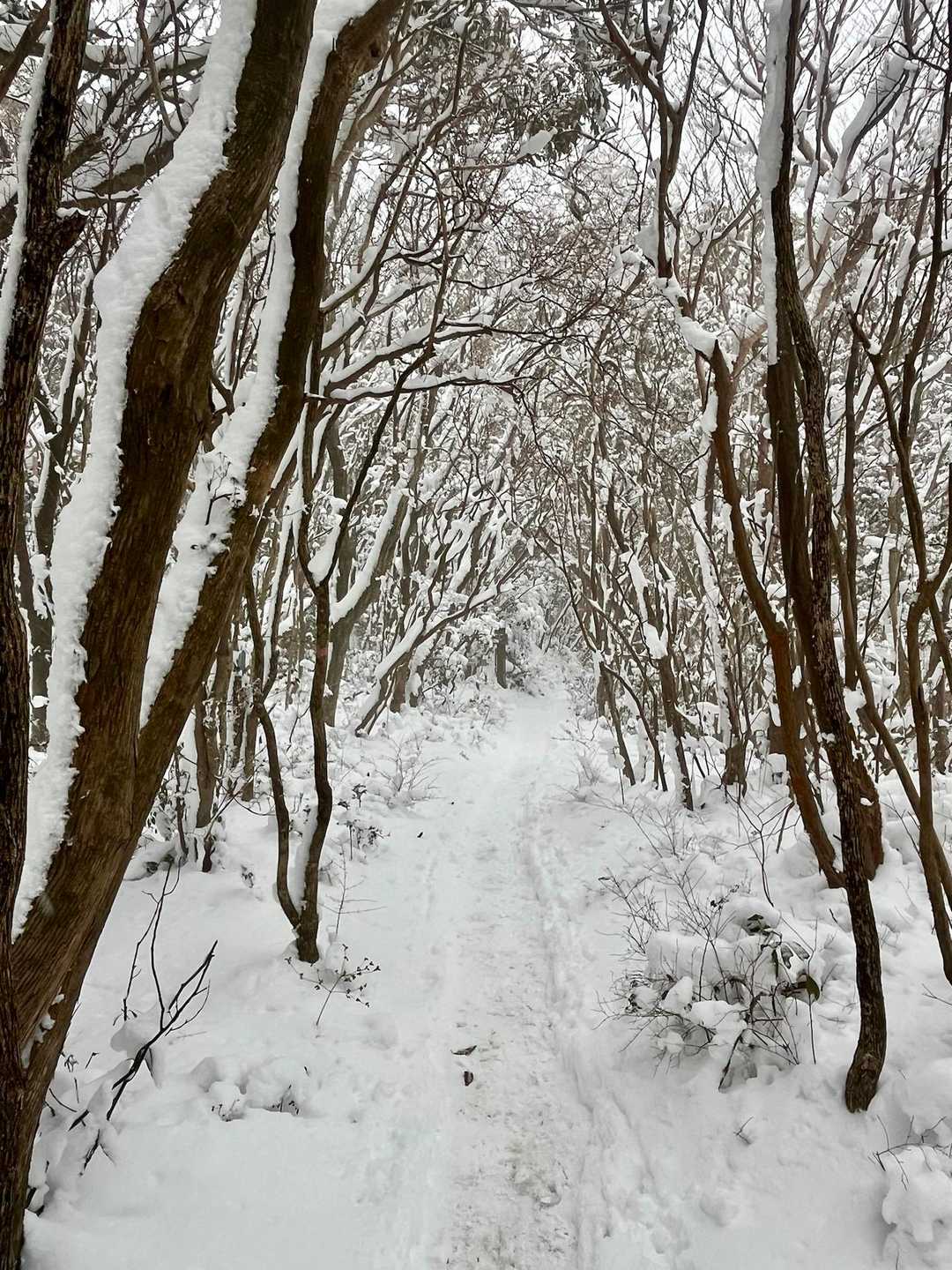 モフモフ続く👣