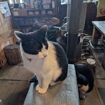 看板猫のひとり、パッチ君