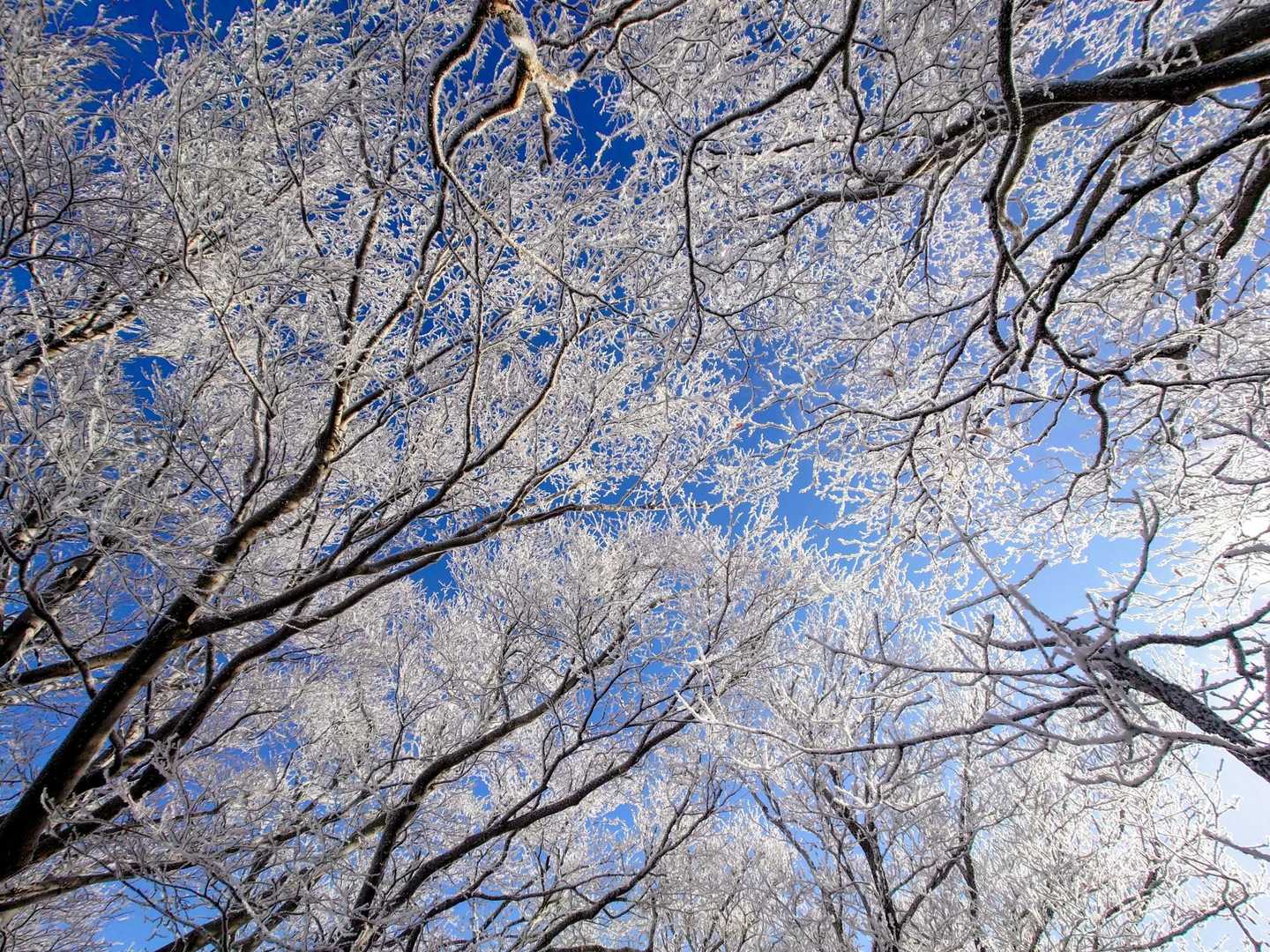 霧氷❄のトンネル🎵