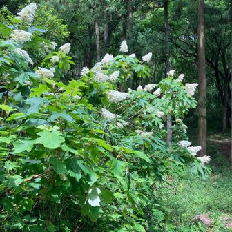 先程と同じ紫陽花🤍