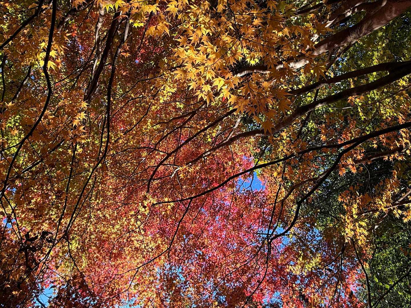 紅葉🍁　