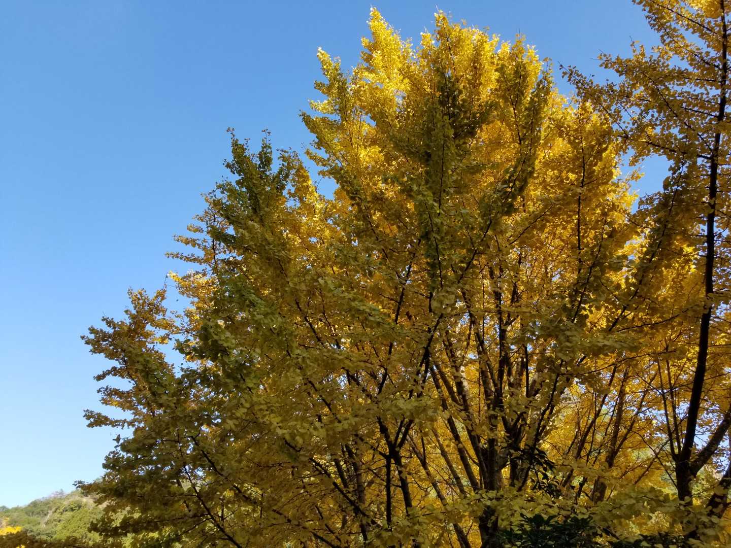 国東半島は銀杏木が多く見られ、紅葉したのがたいへん綺麗です