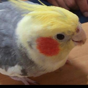 よろひくおねがいします