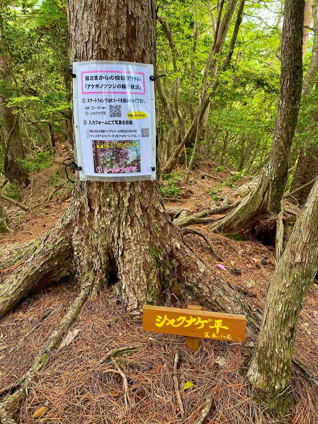"シャクナゲ平"に来ました。