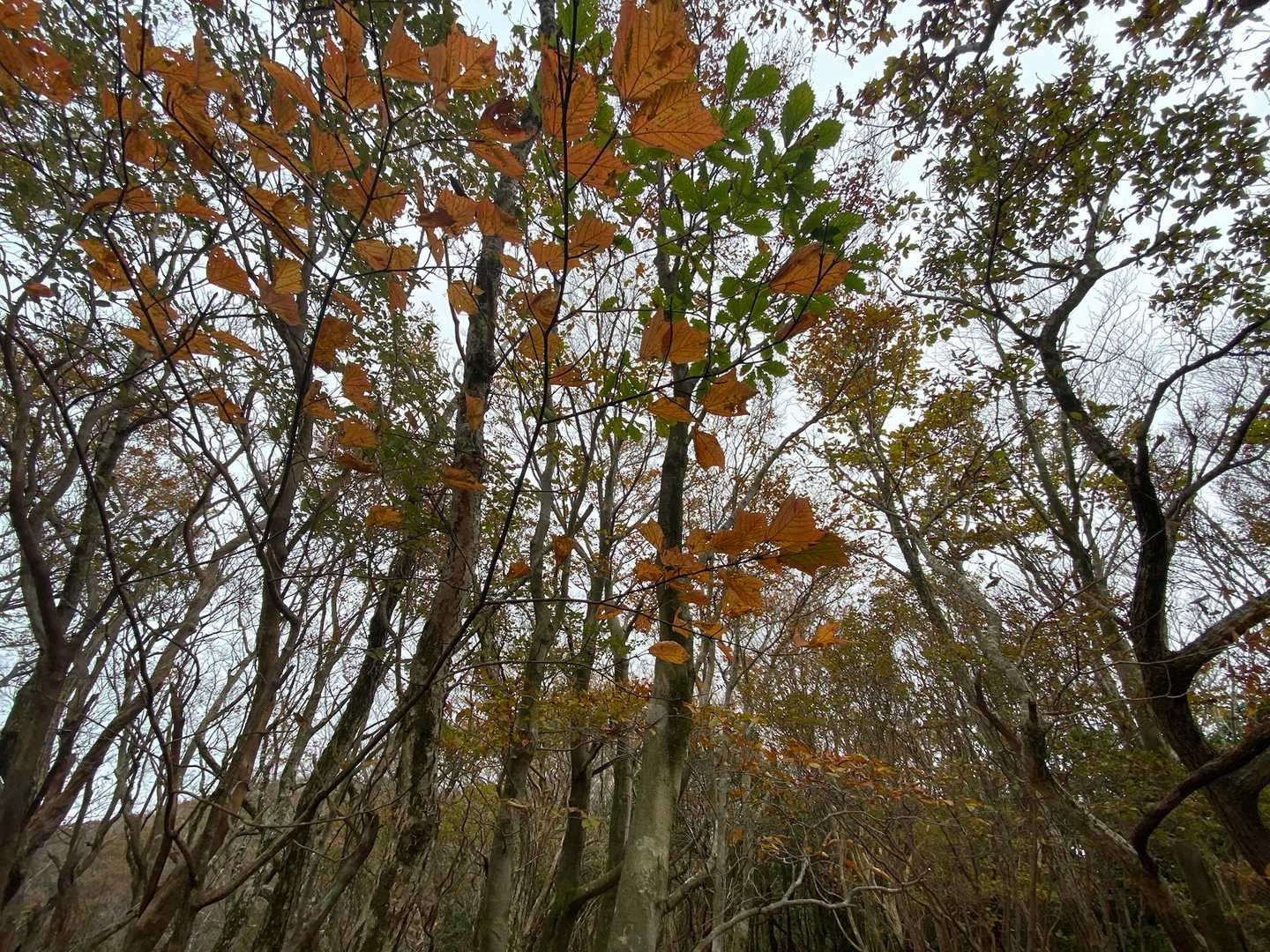 大矢岳-大矢野岳 往復コースの写真