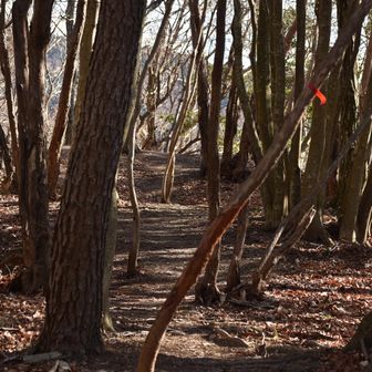 稜線に出ると風はまあまあ強い。時折爆風🌀気をつけて歩きます。
