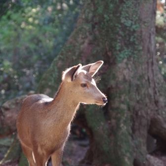 若草山・芳山・高円山 ありがとねー🦌