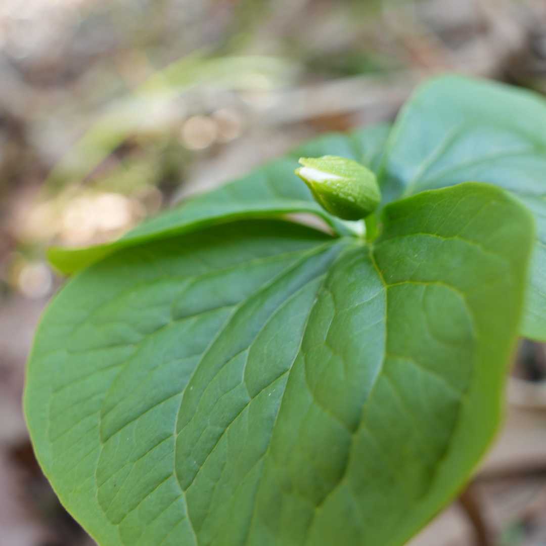 ミヤマエンレイソウかな
あと少しで開花