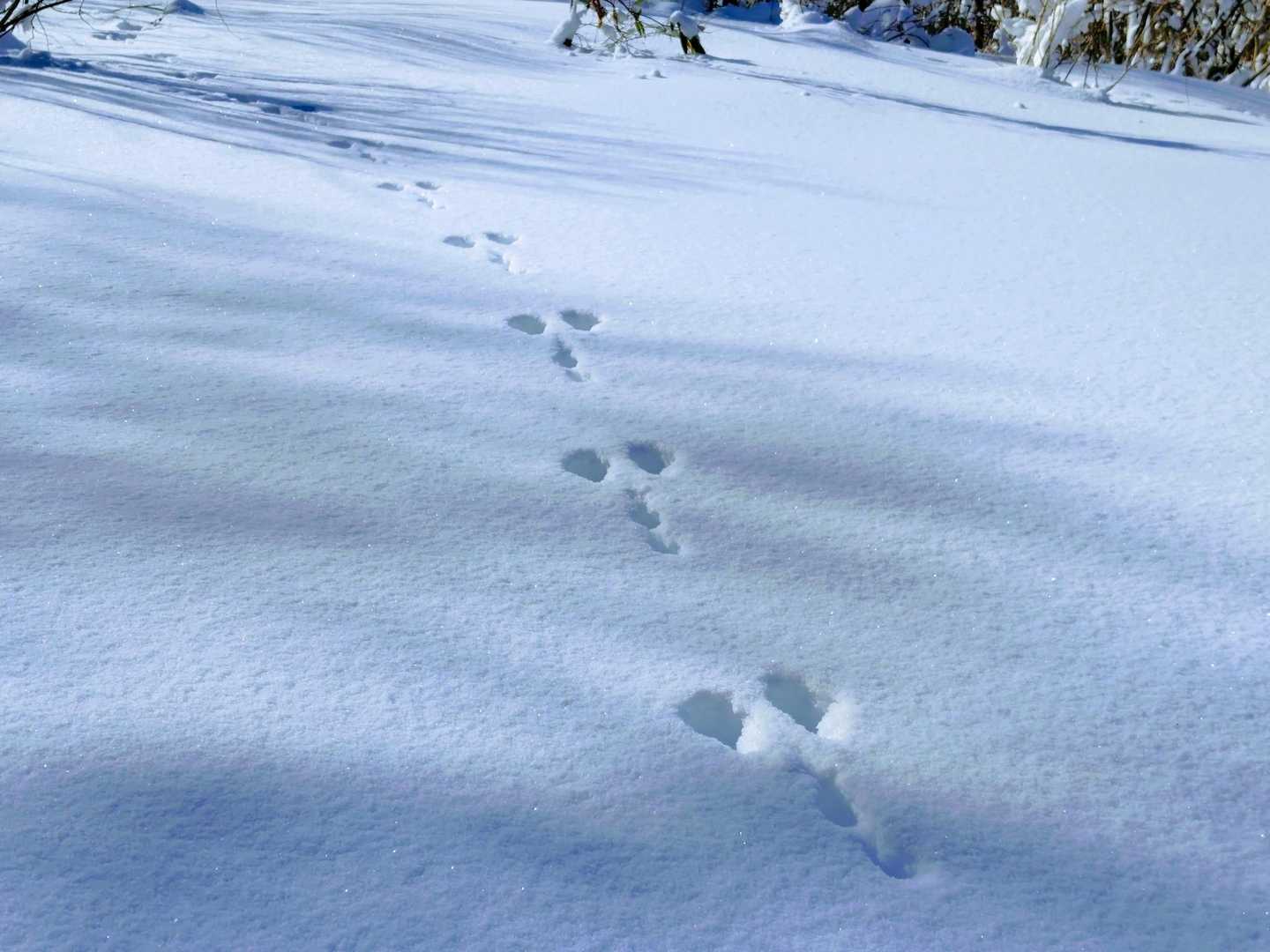 兎の足跡👣
🐻のは無かった💡