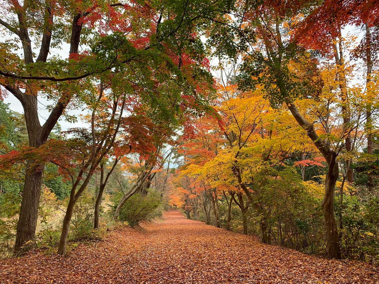 一面　落ち葉🍂🍁の絨毯　💕
