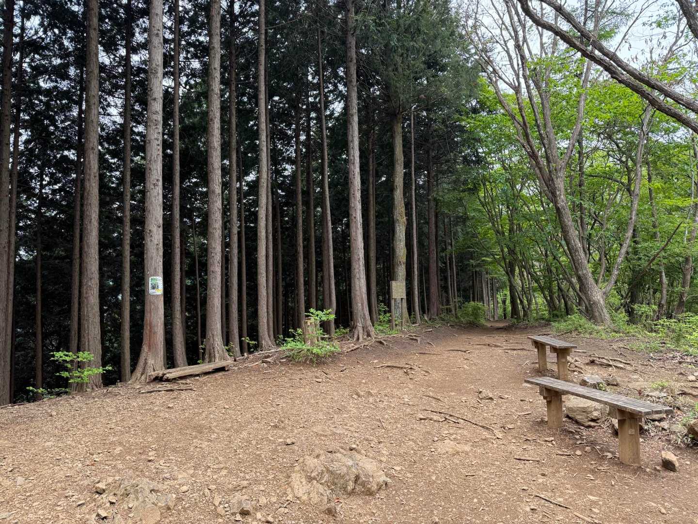 白谷沢登山口-棒ノ嶺(棒ノ折山)-黒山-逆川ノ丸-岩茸石山 縦走コースの写真