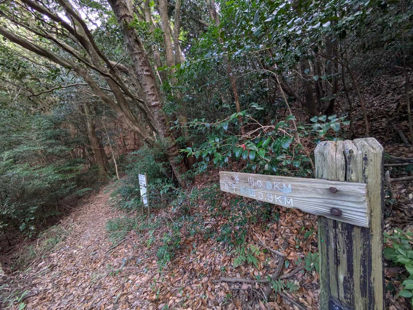 九千部山 往復コースの写真