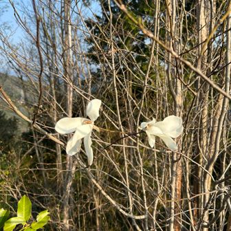 この山にはコブシがいっぱい咲いていた
花弁もいっぱい落ちていた

木が高いので満開のコブシを見上げないとみれなかったけど、遠目からも山肌にコブシの花が白く光ってるみたいに見えてとても綺麗だった