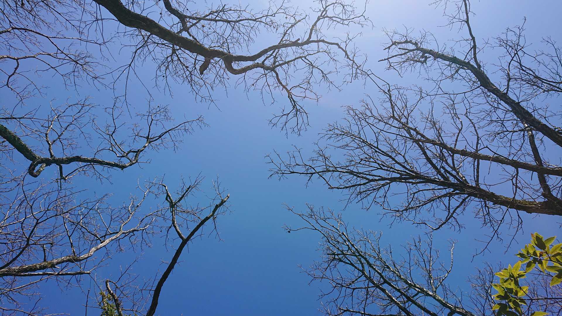 きれいな青空だ。くしゃみが止まらん。
醒ヶ井駅の裏の山。