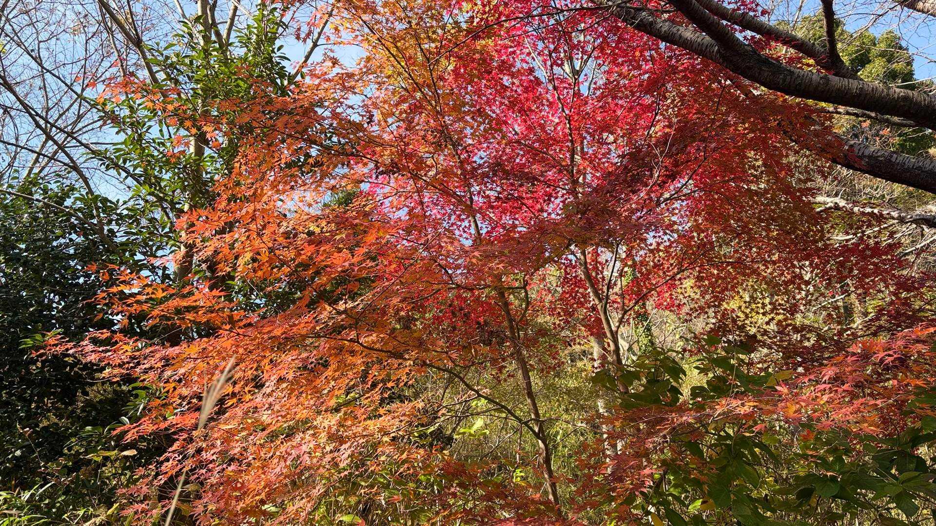 エクセル東バス停-石切道登山口-五助山登り口 往復コースの写真