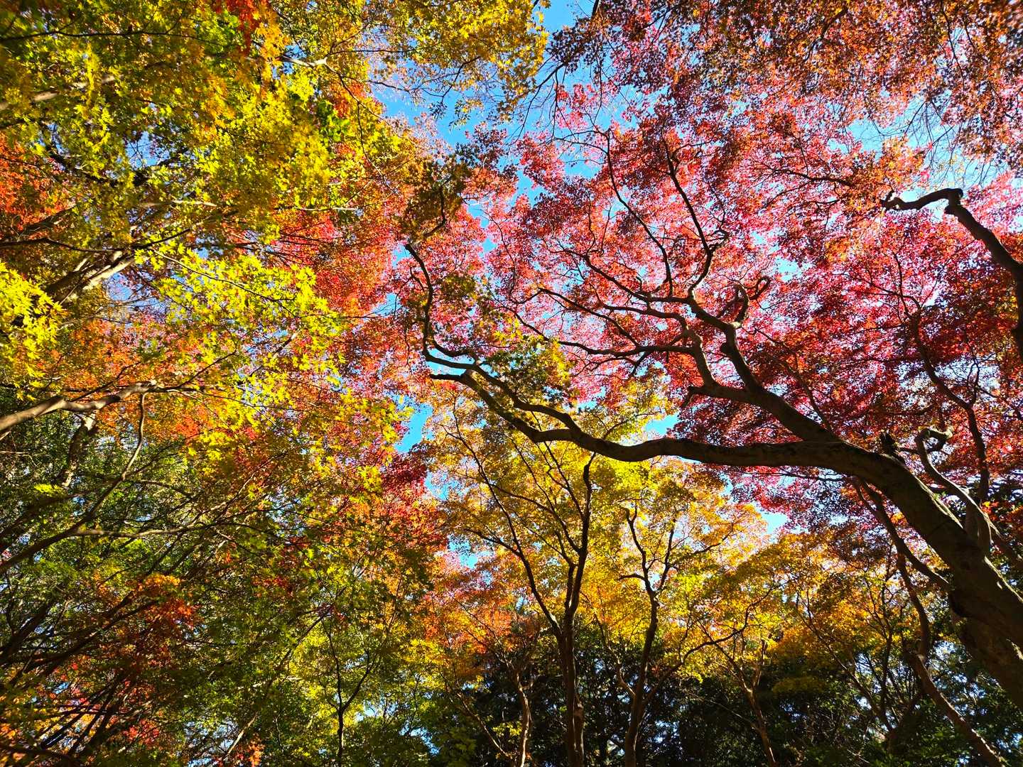 帰りも綺麗な紅葉と可愛いチシオタケに何度も足を止められながら…笑
気持ちはうどんに行って気持ちは急ぎ足やけど色んな誘惑に勝てず何回も足止めをくらいます🤣🙌笑