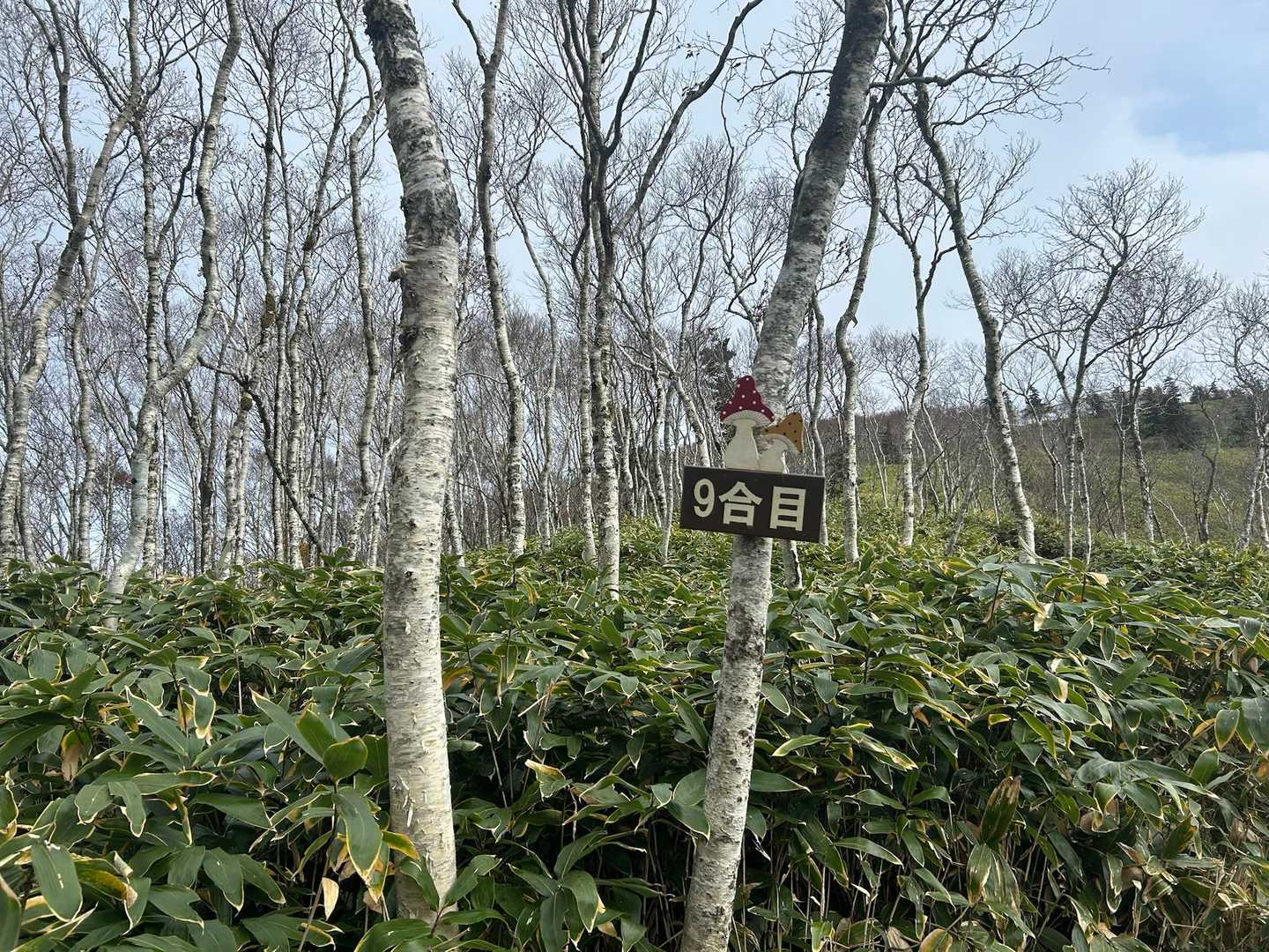 9号目🍄