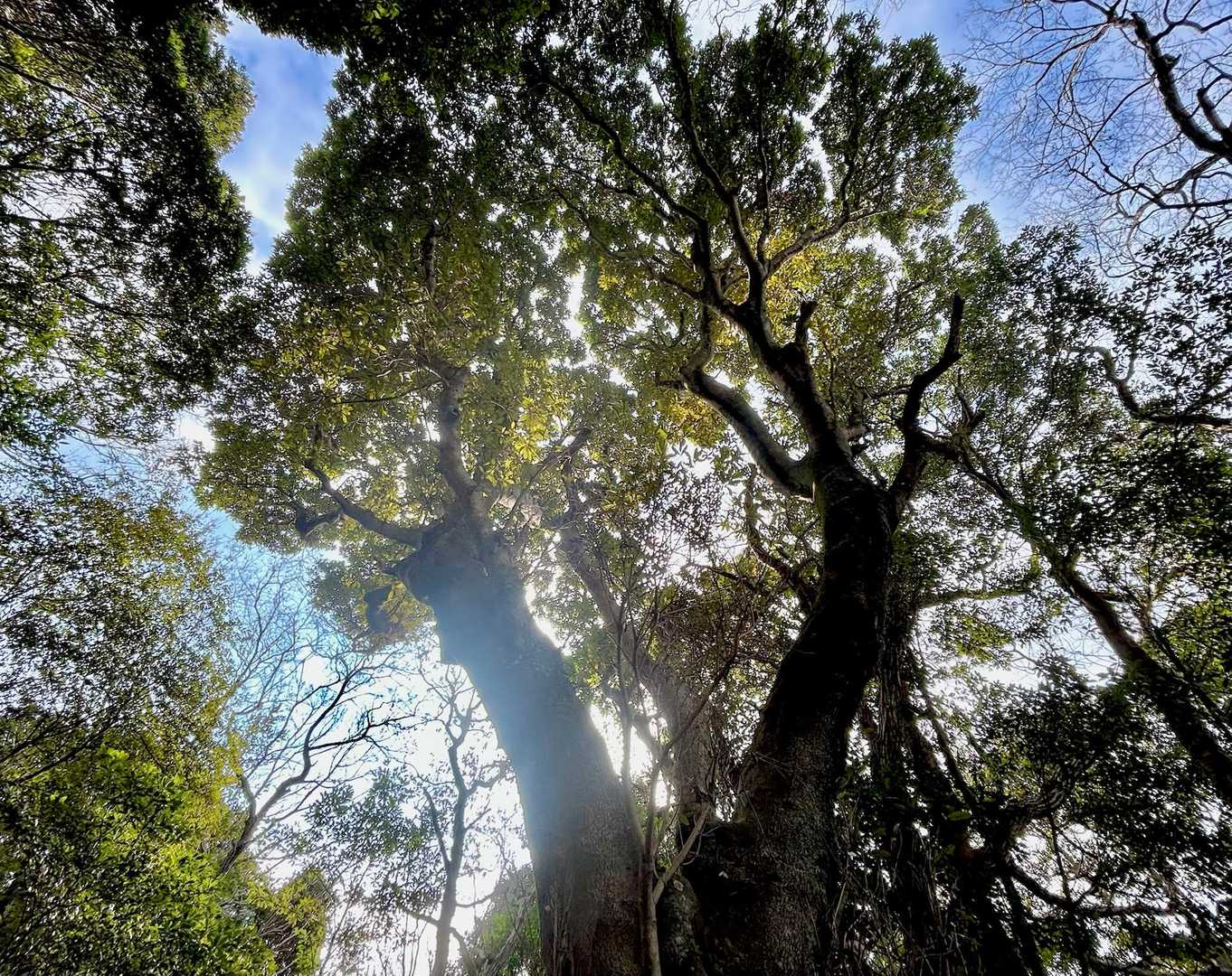 頂上🚩の御神木🌳に🙏🙏