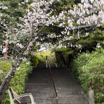 桜の花が咲き始めた野崎観音の階段