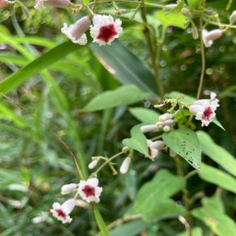 ヘクソカズラ
漢字で書くと『屁糞葛』
かわいいお花なのに、名前を変えてあげて－
こすってみたけど、臭いなし