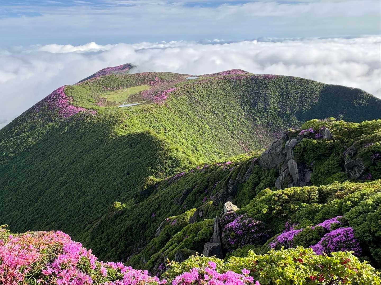 台風を越えて咲く！九重ミヤマキリシマと初夏の息吹🍃 / isaの登山 