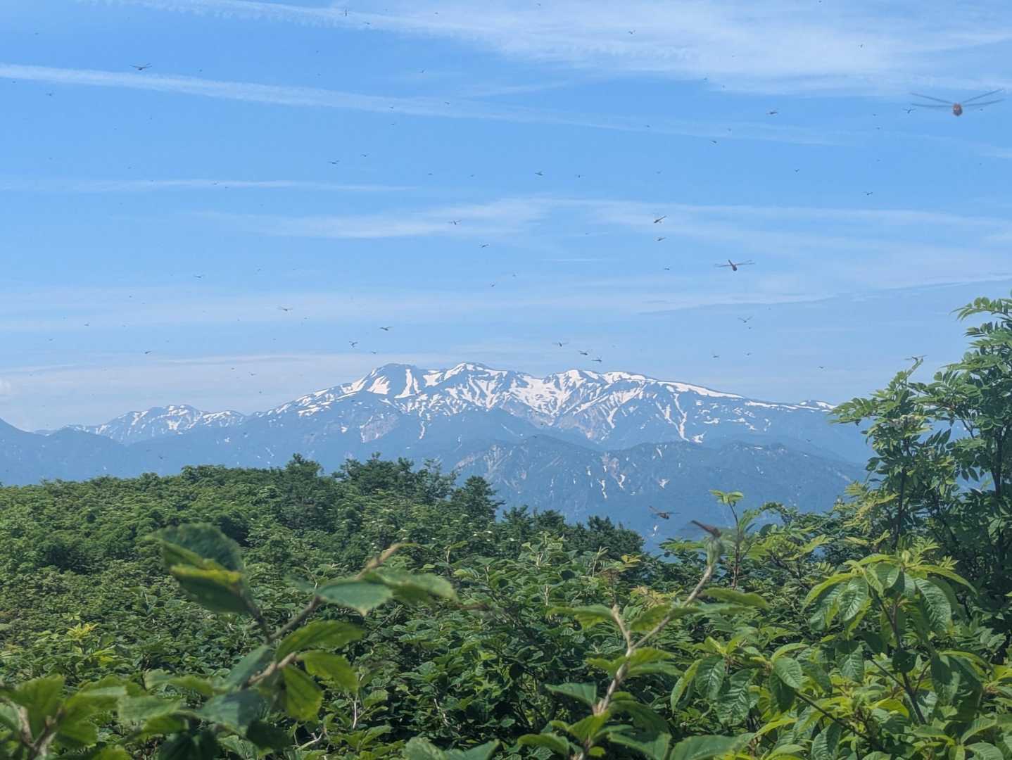 ここからも白山しっかり見えます🏔️