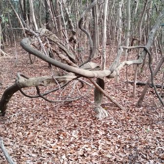 雨乞山の有名な木