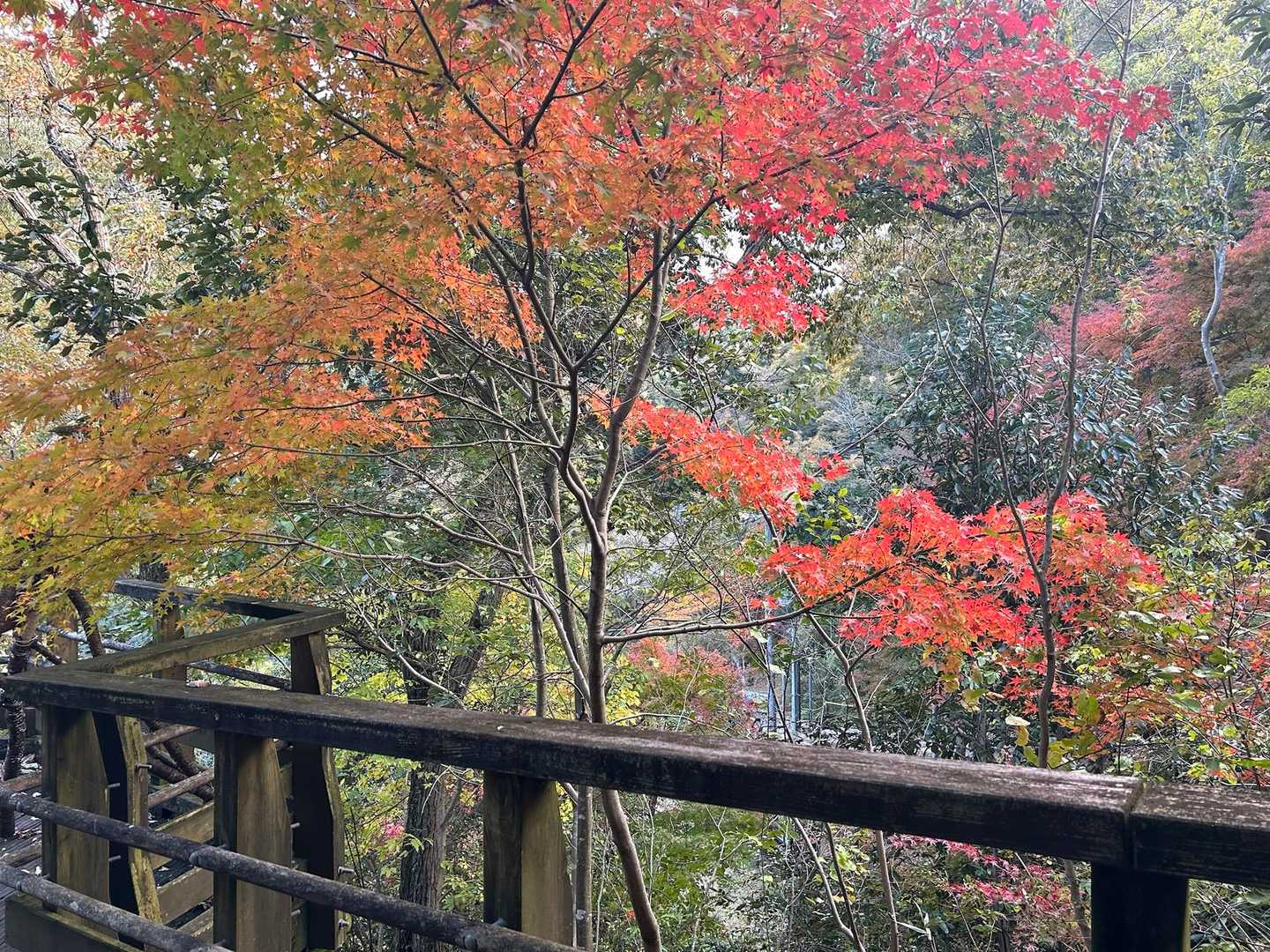 木道からのもみじ見納め🍁