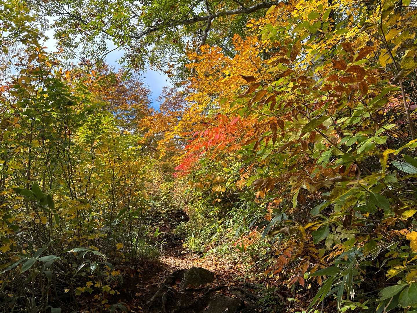 滝沢登山口-駒ノ大池-会津駒ヶ岳 往復コースの写真