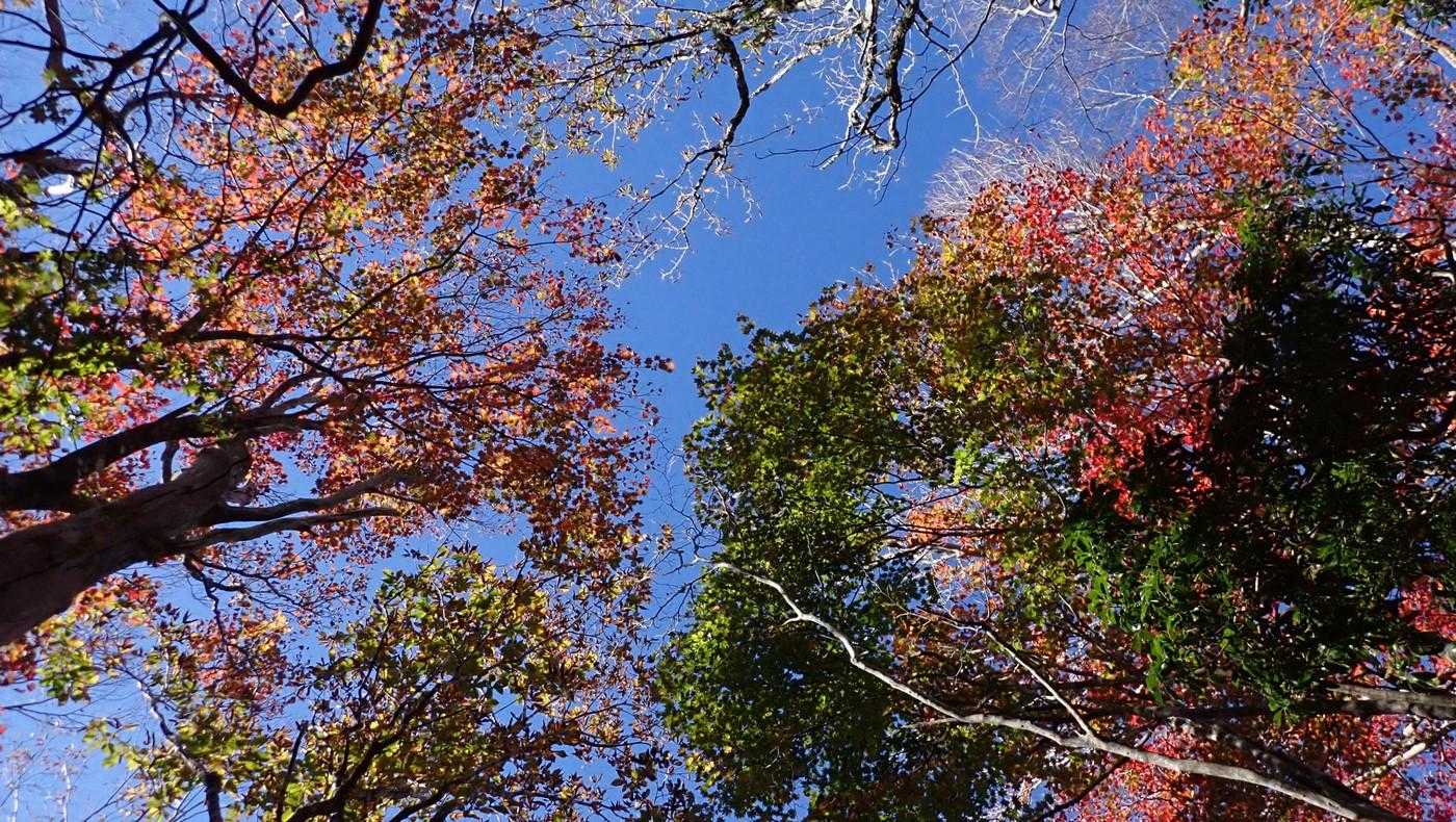 青葉なのは日陰だったせい。