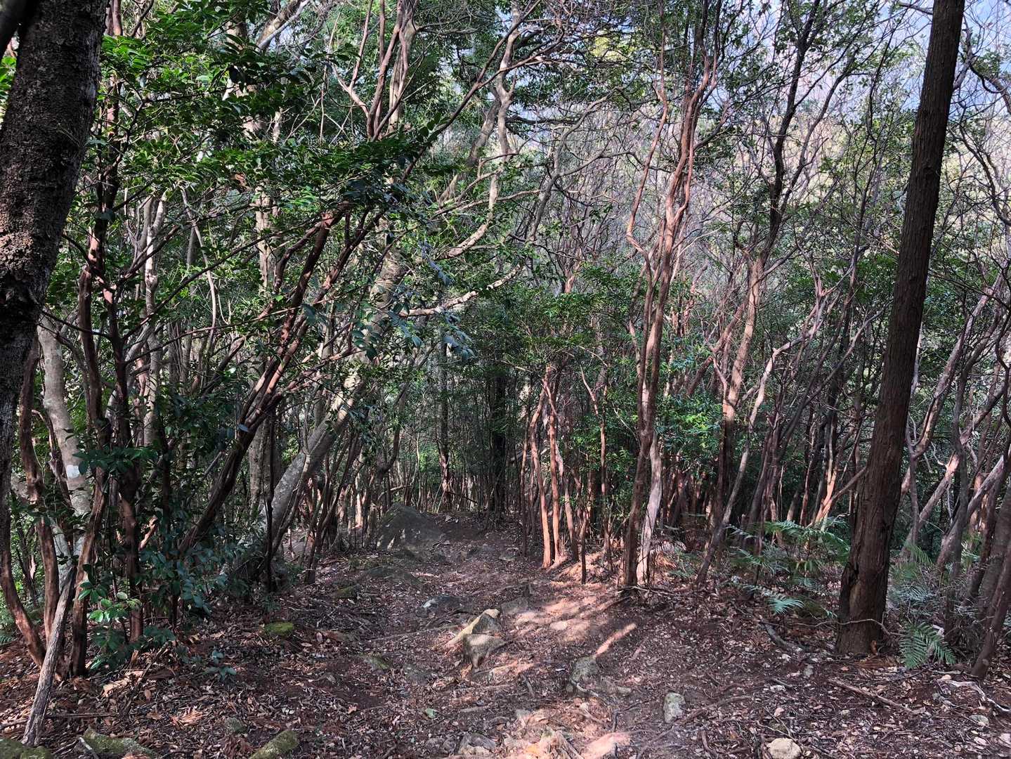 便石山登山口-便石山-象の背 往復コースの写真