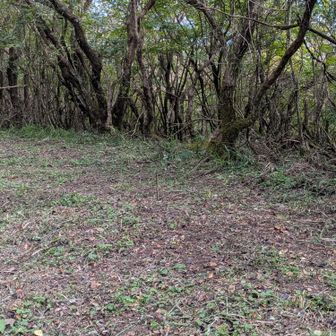 綺麗に草刈りされててありがたいんだけど…お花が根こそぎ刈られてた〜😭