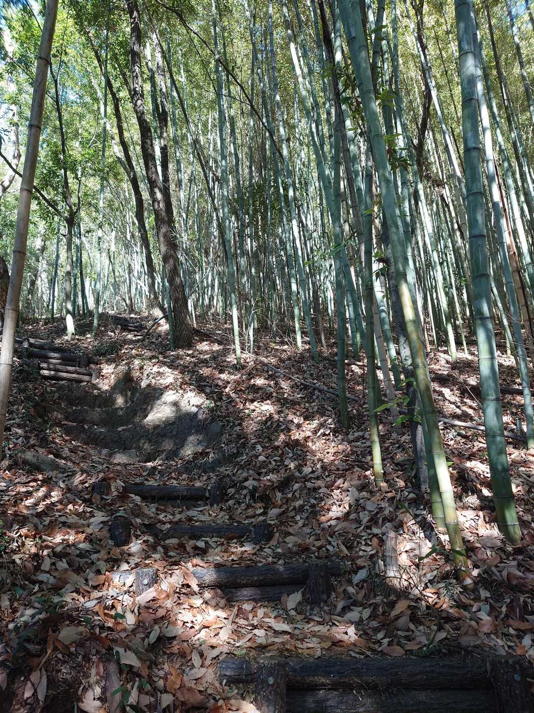 竹林も美しい