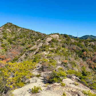 ここからもまだまだアップダウン繰り返しながら詰めいきます😭
シダも多いですがちゃんと刈ってあって歩き易い🙆‍♂️道に迷うことはない🛣️