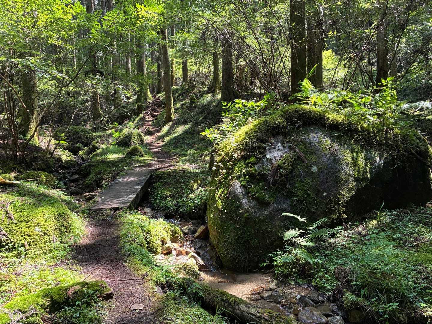 瑞々しい苔々ゾーン✨