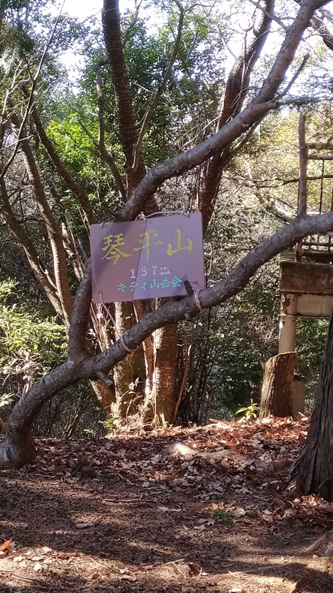山名は琴平山です。