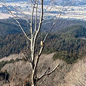鳥さんがずっと自分たちの周りでちょろちょろしてました🤭