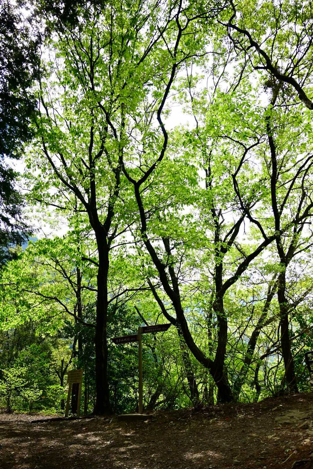 新緑があちこちホントきれいで🌿‬