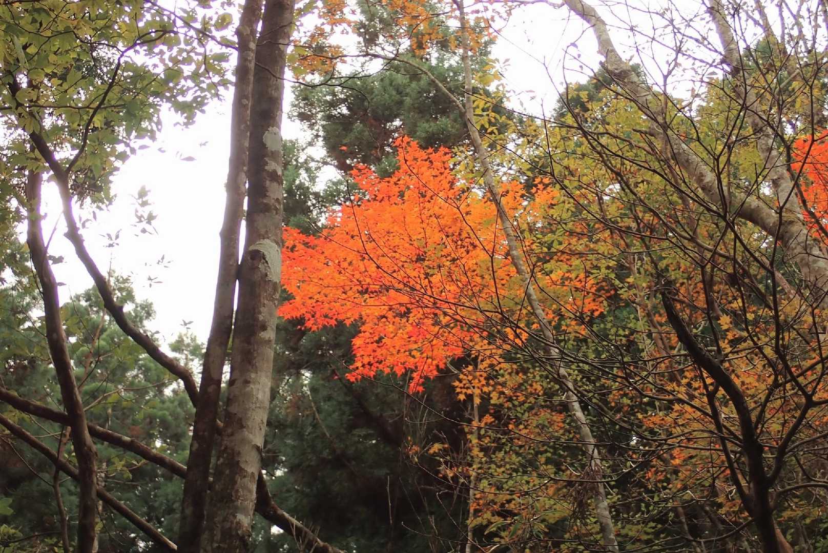 あかーい🍁😙秀和ではありません😂